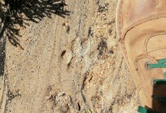 Caracal caracal caracal