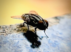 Miltogramminae