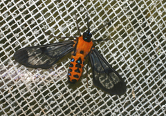 Sarosa notata