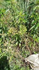 Senecio brasiliensis