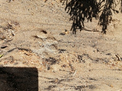 Caracal caracal caracal
