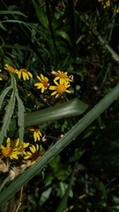Senecio brasiliensis
