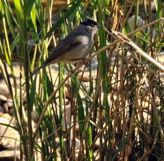 Sylvia atricapilla