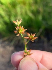 Juncus prismatocarpus
