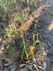Juncus prismatocarpus