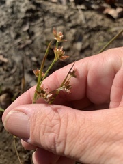 Juncus prismatocarpus
