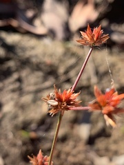 Juncus prismatocarpus