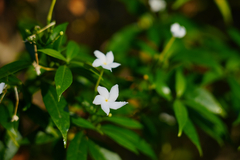 Tabernaemontana divaricata