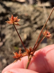 Juncus prismatocarpus