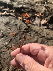 Juncus prismatocarpus