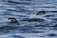 Pygoscelis antarcticus