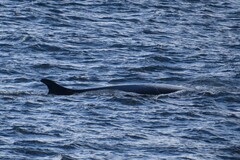 Balaenoptera bonaerensis