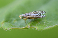 Insizwa striatifrons