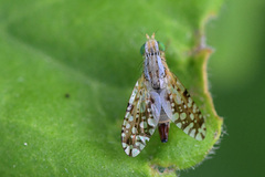 Insizwa striatifrons