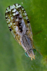 Insizwa striatifrons