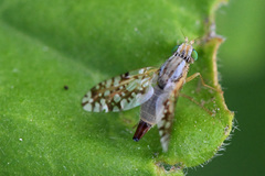 Insizwa striatifrons