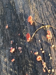 Ascocoryne sarcoides