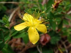 Hypericum nagasawae