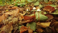 Mycena crocata