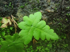 Aleuritopteris argentea