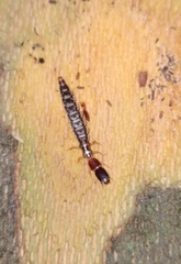 Raphidioptera