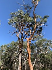 Angophora leiocarpa