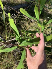 Banksia integrifolia compar