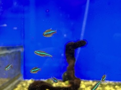 Paracheirodon simulans