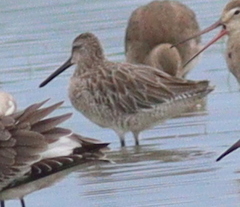 Limnodromus semipalmatus