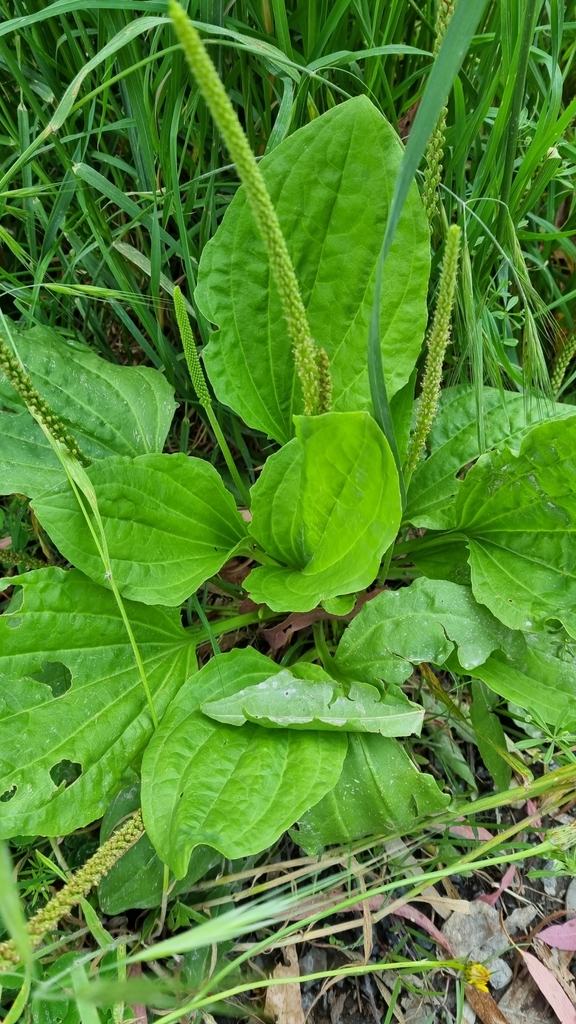 greater plantain from Upwey VIC 3158, Australia on December 06, 2022 at