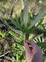 Banksia integrifolia compar