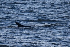 Balaenoptera bonaerensis