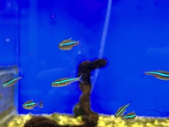 Paracheirodon simulans