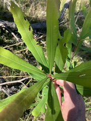Banksia integrifolia compar