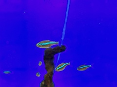 Paracheirodon simulans