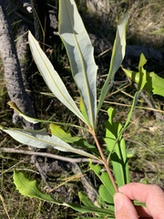 Banksia integrifolia compar