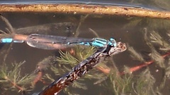 Acanthagrion