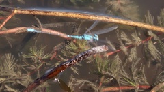 Acanthagrion