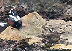 Histrionicus histrionicus