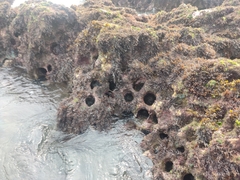 Stomopneustes variolaris