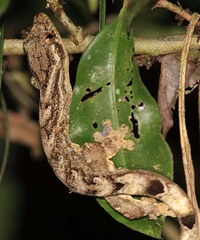 Thecadactylus solimoensis