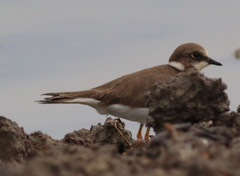 Charadrius dubius