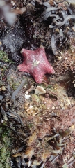 Aquilonastra