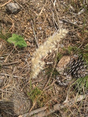 Melica racemosa