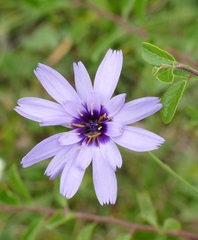 Catananche caerulea