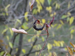 Pistacia terebinthus