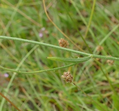Catananche caerulea