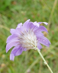 Catananche caerulea