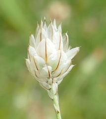 Catananche caerulea