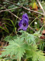 Aconitum fukutomei